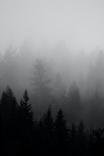 雾松林